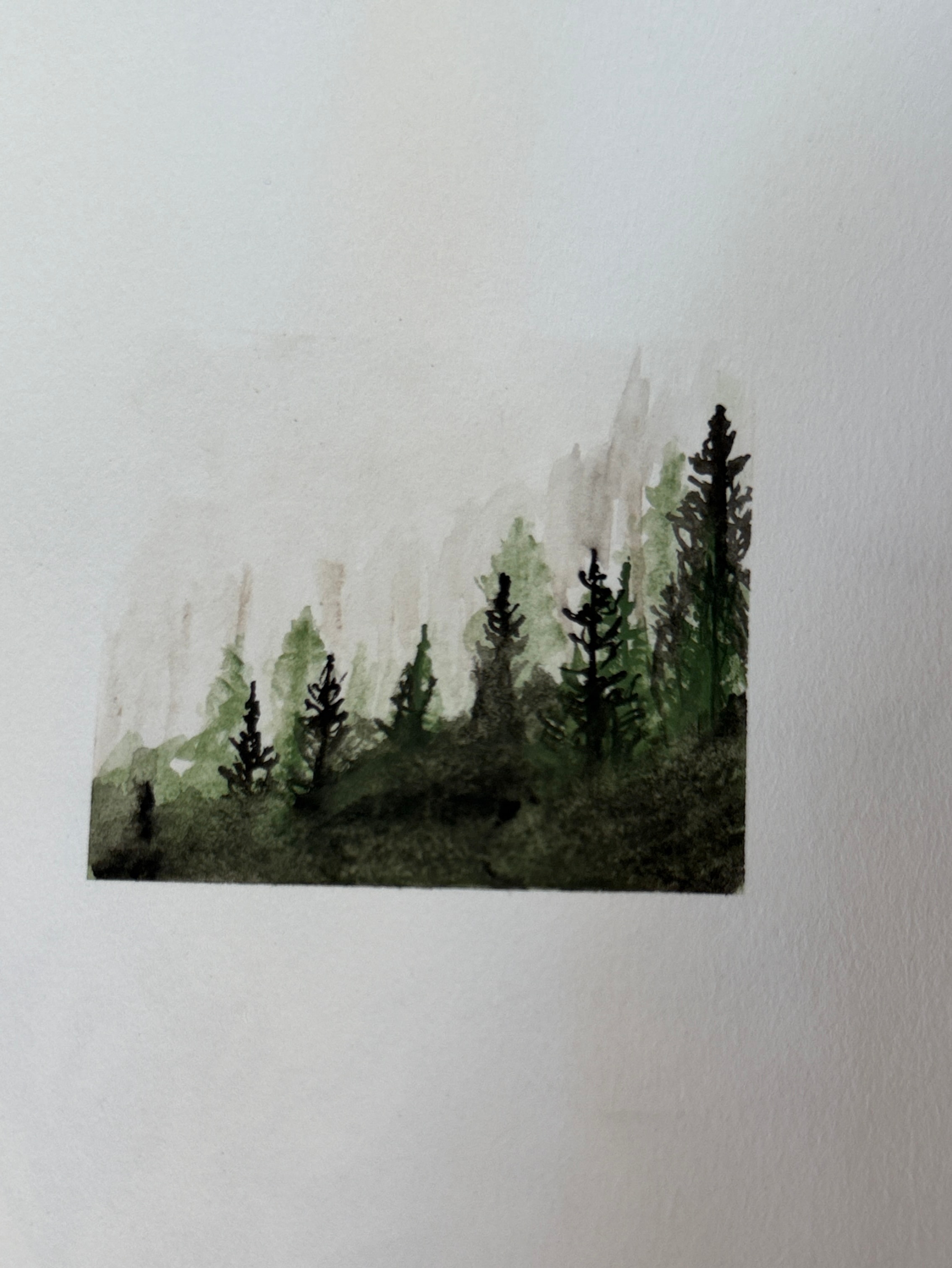 Misty Forest
